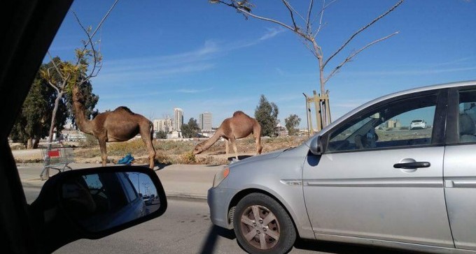 סכנה בלב העיר: גמלים בקרבת חנות ''רמי לוי'' בבאר שבע (צילום: שלי שילת)